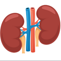 kidney